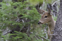 White Tail Deer Portrait Fishercap Lake, Glacier National Park by Danita Delimont