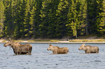 Cow Moose and Calves, Fishercap Lake, Glacier National Park, Montana von Danita Delimont