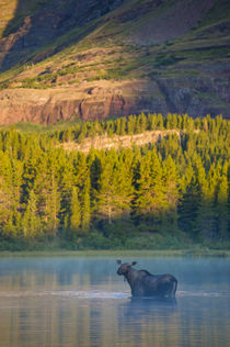 Cow Moose in Fishercap Lake at Sunrise, Many Glacier Area, G... von Danita Delimont