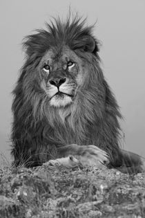 North America, USA, Montana, Bozeman, African Lion, Panthera... von Danita Delimont