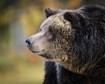 Brown Bear, Grizzly, Ursus arctos, West Yellowstone, Montana by Danita Delimont
