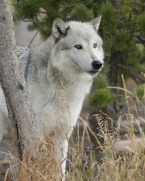 Gray Wolf, Canis lupus, West Yellowstone, Montana by Danita Delimont