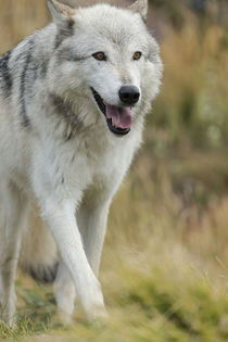 Gray Wolf running in a fall drizzle, Canis lupus, West Yello... by Danita Delimont