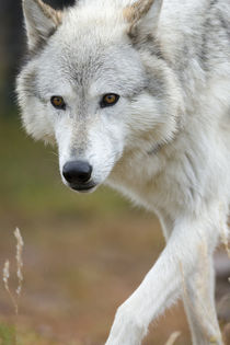 Gray Wolf, Canis lupus, West Yellowstone, Montana by Danita Delimont