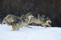 Gray Wolves running in snow in winter, Montana by Danita Delimont
