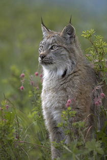 Canada lynx sitting proud, Montana, USA von Danita Delimont