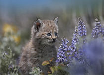 Bobcat kitten sitting among wildflowers, Montana, USA by Danita Delimont