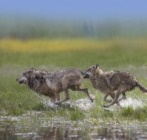 Gray wolves running together, Montana by Danita Delimont