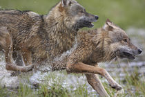 Two Gray Wolves running in swamp, Montana by Danita Delimont