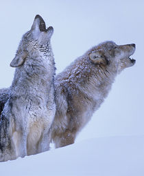 Gray wolves howling in snow, Montana von Danita Delimont