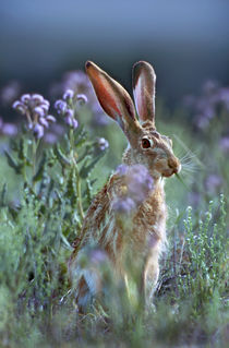 Blacktail Jackrabbit, Montana, USA by Danita Delimont