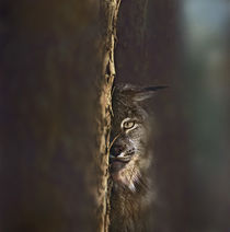 Canada Lynx, Montana, USA von Danita Delimont