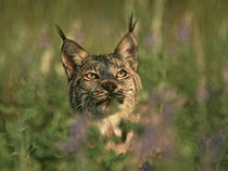 Bobcat hiding in the grass, Montana, USA von Danita Delimont