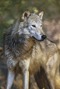 Portrait of a Gray wolf, Montana von Danita Delimont