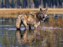 Gray wolf in a swamp drinking the water, autumn, Montana von Danita Delimont