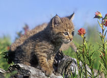 Curious Bobcat kittens, Montana, USA von Danita Delimont