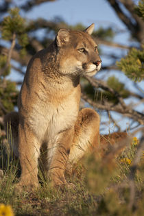 Mountain lion looking off into the distance, Montana, USA von Danita Delimont