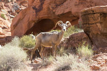 USA, Nevada, Clark County, Valley of Fire State Park by Danita Delimont