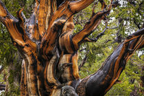 USA, Nevada, Great Basin National Park by Danita Delimont