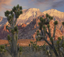 Joshua trees and Spring Mountains, Red Rock Canyon Conservat... by Danita Delimont