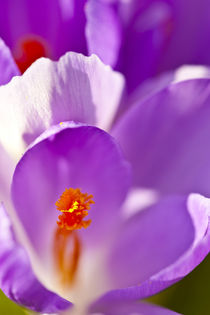 Purple crocus. by Danita Delimont