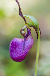 Pink Lady's Slipper, Cypripedium acaule, in a forest in Eppi... by Danita Delimont