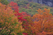 Autumn at Bemis Falls Trail, Crawford Notch State Park, New ... von Danita Delimont