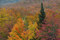 Autumn at Flume Area, Franconia Notch State Park, New Hampshire, USA. von Danita Delimont