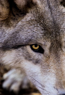 USA, New Jersey, Columbia, Lakota Wolf Preserve by Danita Delimont