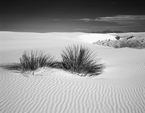 USA, New Mexico, White Sands National Monument by Danita Delimont