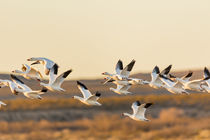 Snow and Ross's Geese flying out to feed at dawn von Danita Delimont