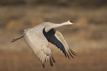 Sandhill Crane in flight, New Mexico by Danita Delimont