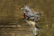 Wood Duck male takeoff from river by Danita Delimont