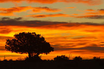 Sunrise, Cimarron, New Mexico, Hwy 64, von Danita Delimont