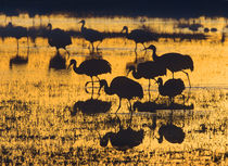 Sandhill Cranes in a wetland at sunset, New Mexico USA by Danita Delimont