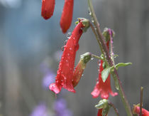 Firecracker penstemon, New Mexico USA von Danita Delimont