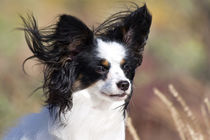 Portrait of a Papillon sitting in the wind. von Danita Delimont