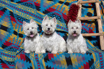 Three Westies sitting on Southwestern blanket . von Danita Delimont