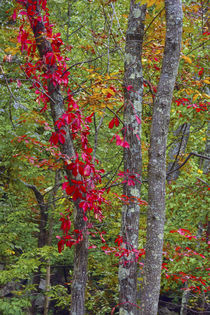 Autumn foliage at Mohonk Lake Region, Shawangunk Mountains, ... by Danita Delimont