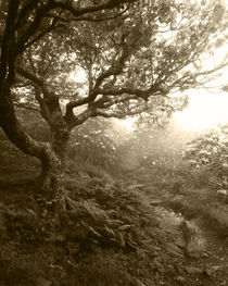 USA, North Carolina, Pisgah National Forest, Pathway between... von Danita Delimont