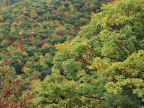 Vibrant autumn color, Steestachee Bald Overlook, Blue Ridge ... von Danita Delimont