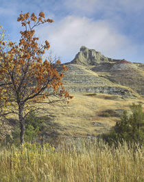Fall foliage in South Unit, Theodore Roosevelt National Park... by Danita Delimont