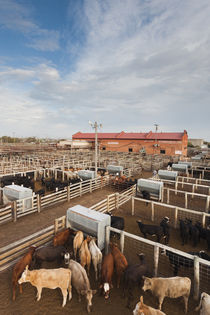 USA, Oklahoma, Oklahoma City, Oklahoma National Stockyards, ... von Danita Delimont