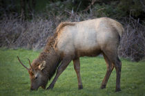 Young elk, Cervus Elaphus feeding in a grassy area near Cann... von Danita Delimont