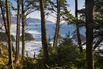Oregon coastline at Cannon Beach, viewed through the trees a... by Danita Delimont