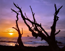 USA, Oregon, Cape Meares von Danita Delimont