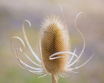 USA, Oregon, Malheur National Wildlife Refuge by Danita Delimont