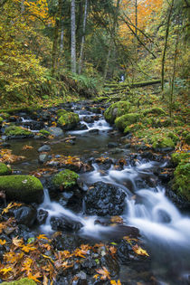 Columbia Gorge National Scenic Area by Danita Delimont