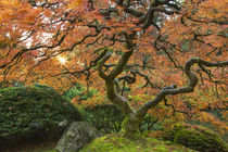 Japanese Gardens von Danita Delimont