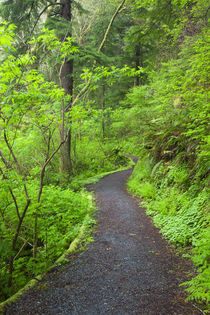 OR, Oregon Coast, Oswald West State Park, Oregon Coast trail by Danita Delimont